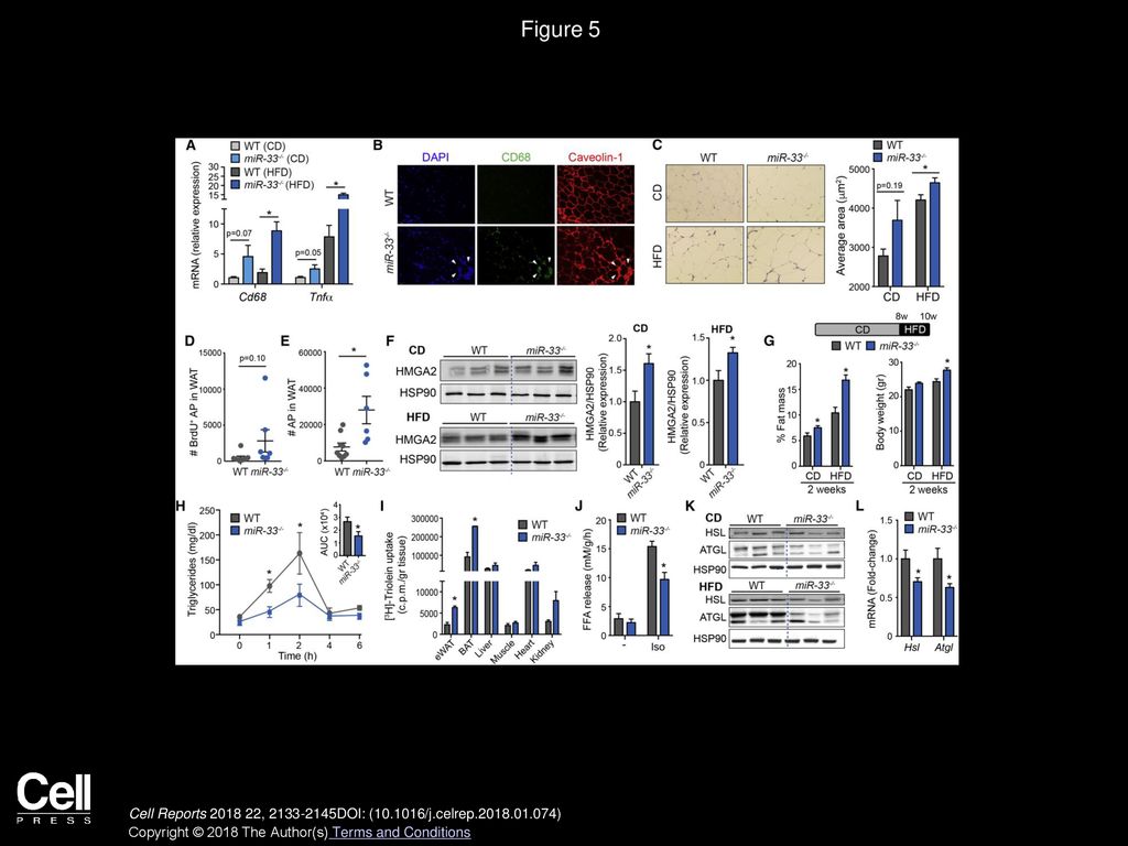 Figure 5 Loss of MiR-33 Enhances Adipose Tissue Inflammation, Expansion, and Lipid Uptake and Retention.