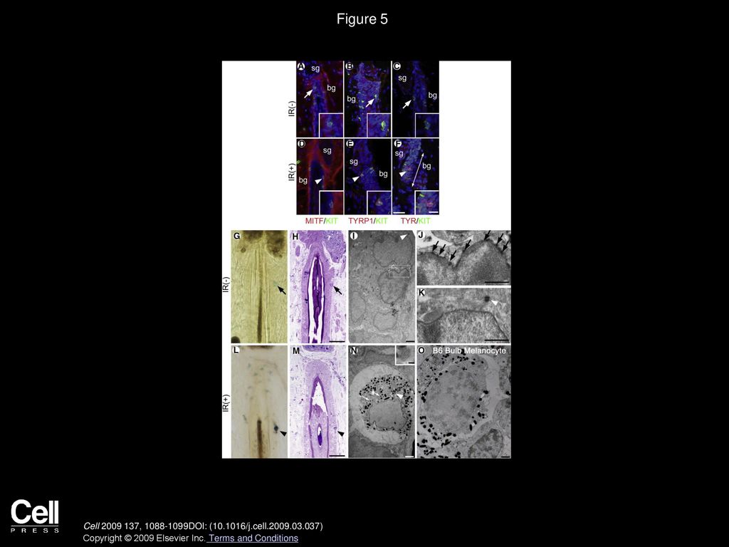 Figure 5 Ectopic Differentiation of MSCs in the Niche with Melanosome Maturation by Activation of the Canonical Differentiation Program.
