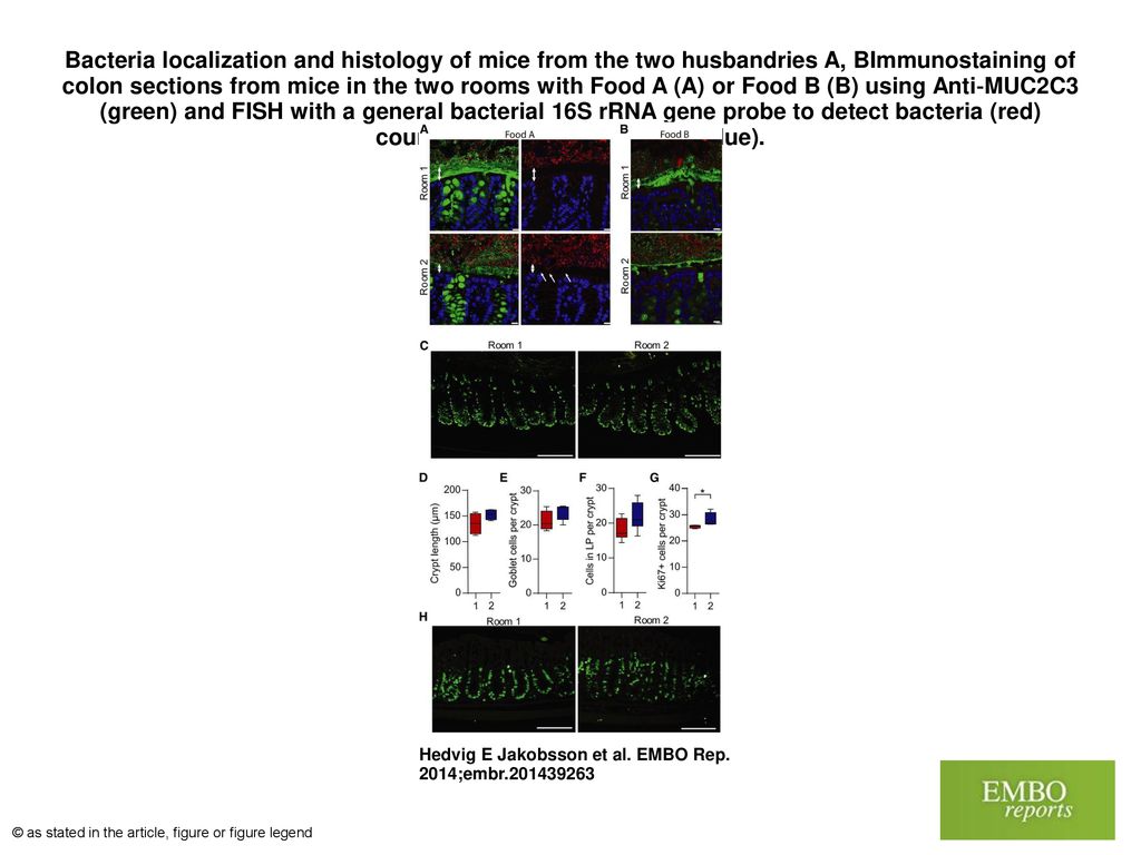 Bacteria localization and histology of mice from the two husbandries A, BImmunostaining of colon sections from mice in the two rooms with Food A (A) or Food B (B) using Anti‐MUC2C3 (green) and FISH with a general bacterial 16S rRNA gene probe to detect bacteria (red) counterstained with Hoechst (blue).