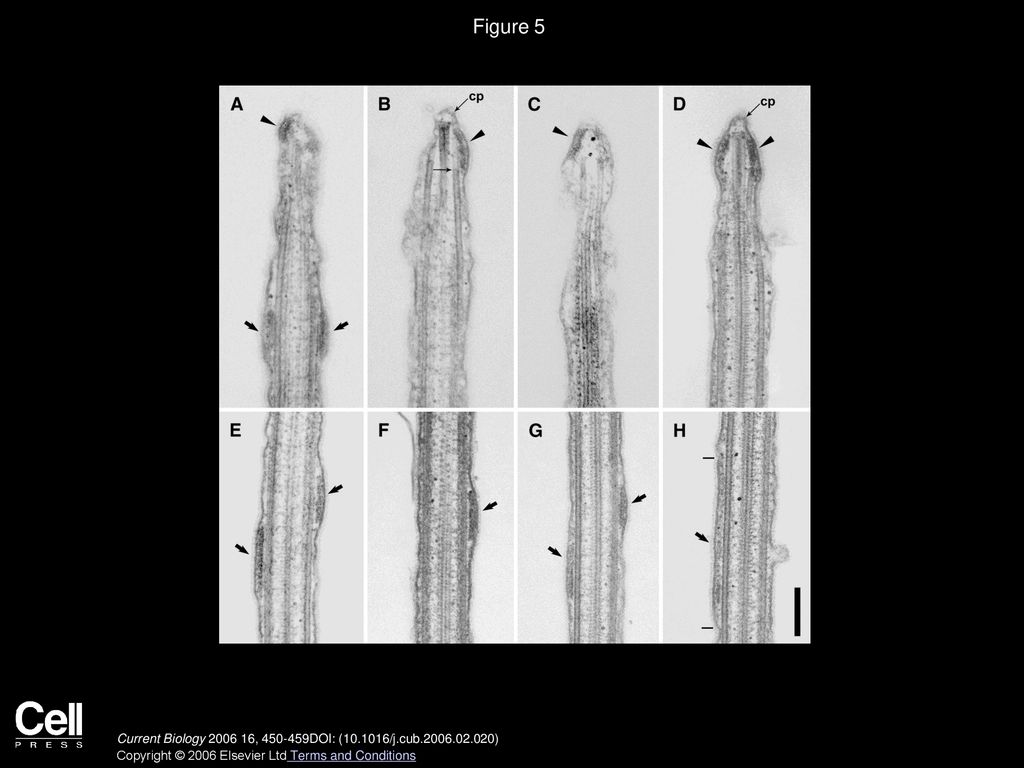Figure 5 EM Analysis of Longitudinal Ultrathin Sections of Flagella