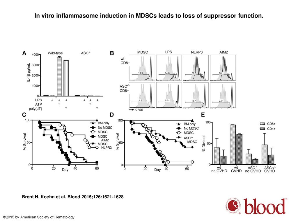 In vitro inflammasome induction in MDSCs leads to loss of suppressor function.