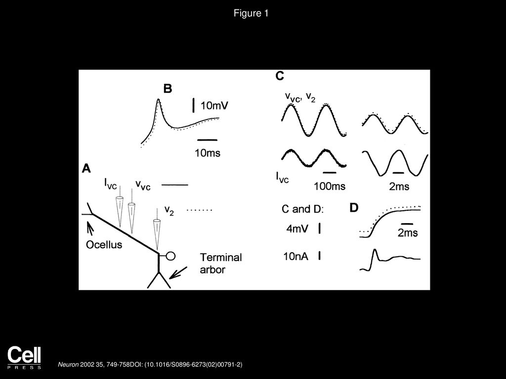 Figure 1 Characteristics of an L Neuron under Current and Voltage Clamp.