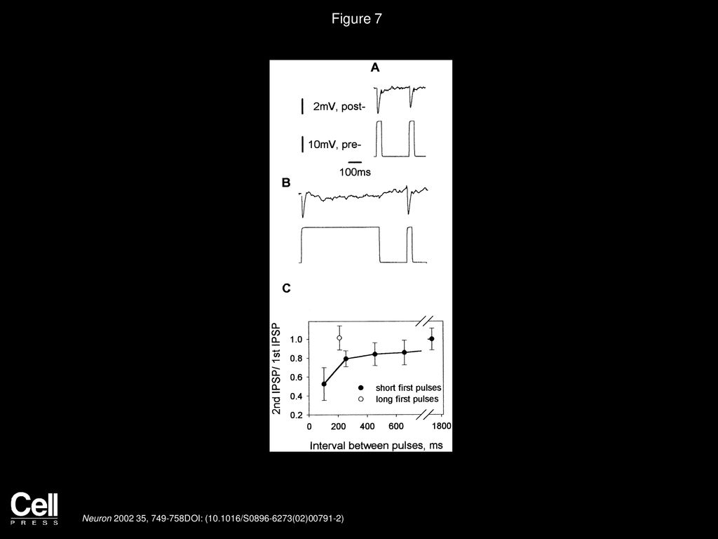 Figure 7 Synapses Recover Their Ability to Transmit while the Presynaptic Neuron Is Depolarized.