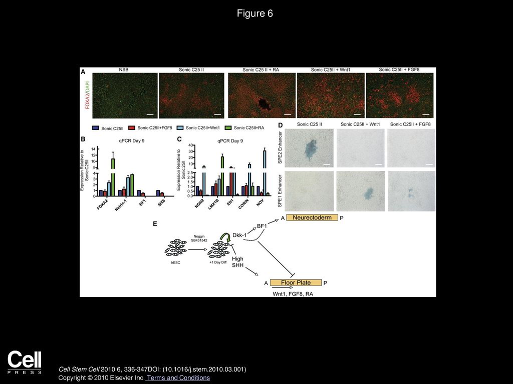 Figure 6 hESC-Derived FP Can Be Shifted Along the A/P Axis