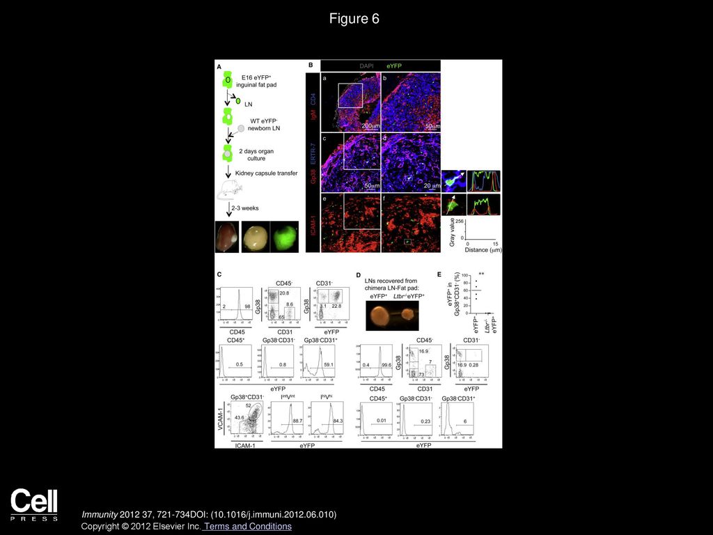 Figure 6 Embryonic Adipocyte Precursor Cells Are Able to Migrate into Newborn LNs and Differentiate into LN Stromal Cells.