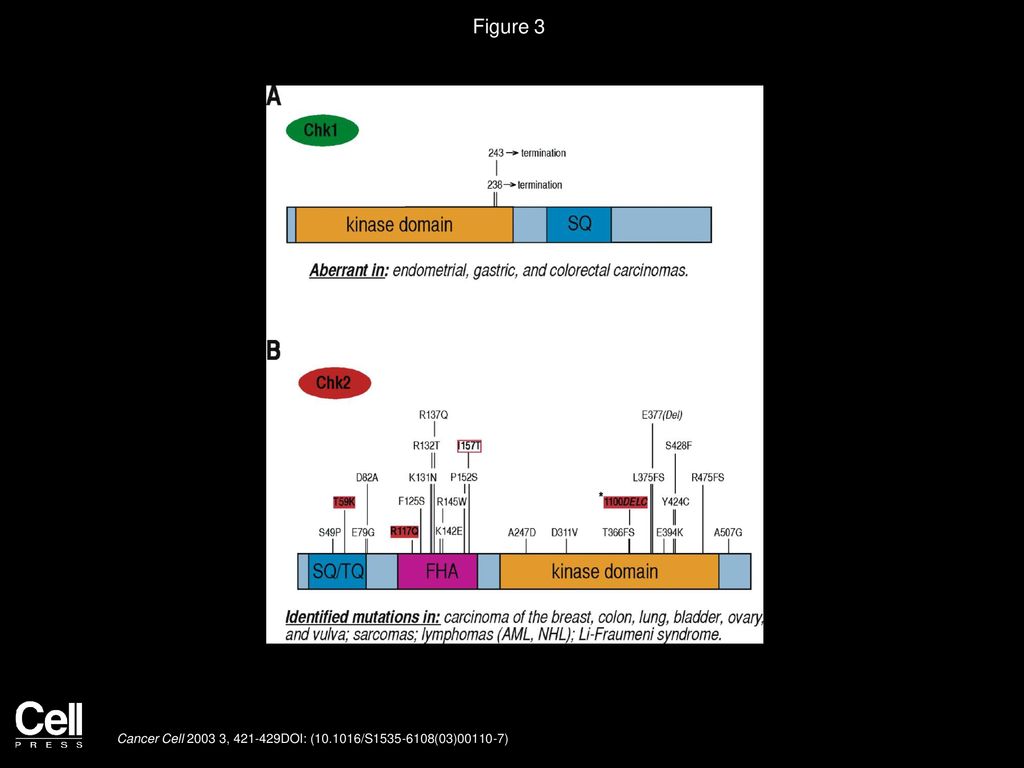 Figure 3 Structure of human Chk1 and Chk2 and their aberrations in cancer.
