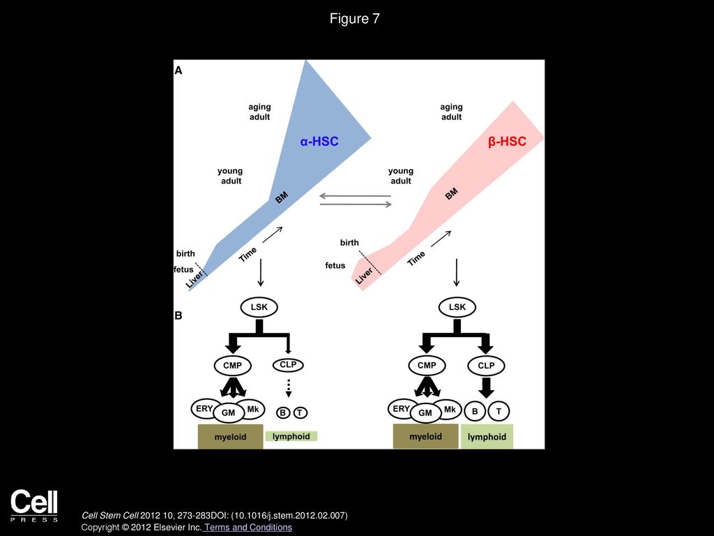 Figure 7 Model of the Different Rates of Expansion throughout Life and Unique Patterns of Differentiation of HSCs with Durable Self-Renewal Ability.