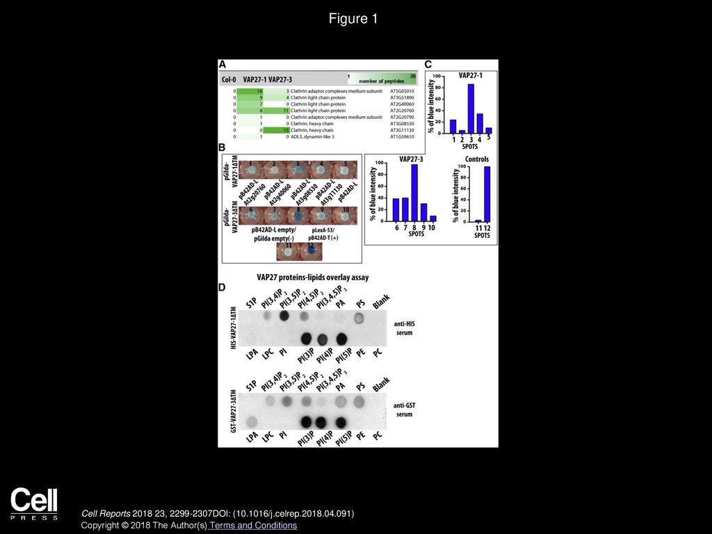 Figure 1 VAP27-1 and VAP27-3 Interact with Clathrin and Bind Lipids Abundant in Endocytic Membranes.