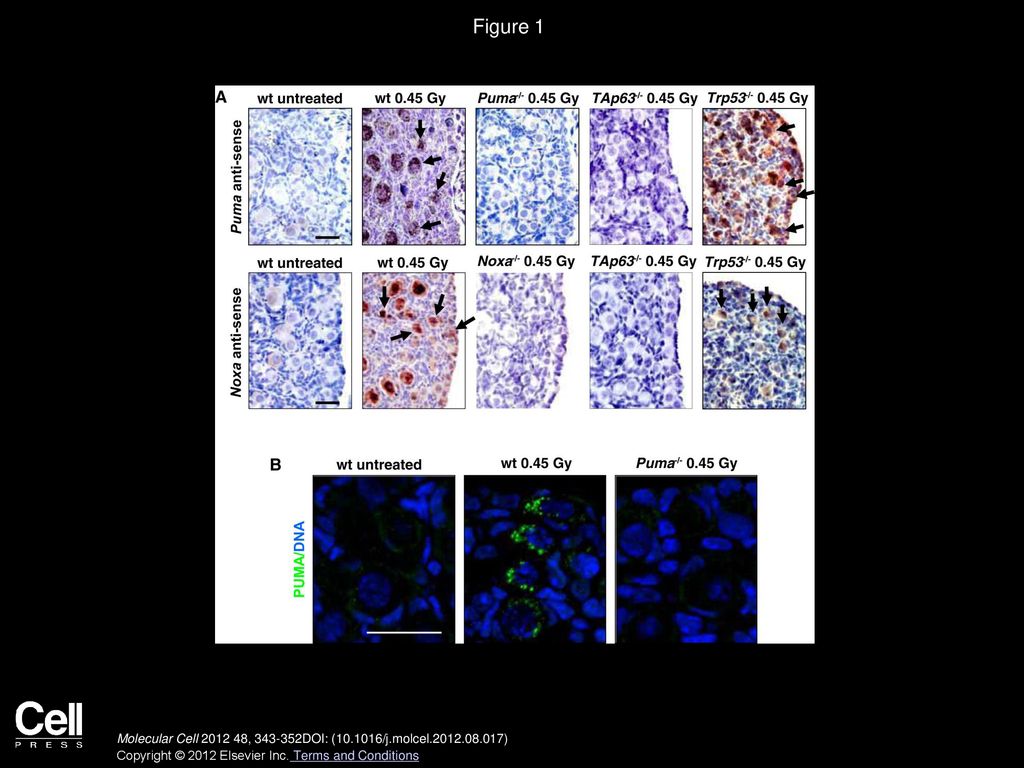 Figure 1 Expression of Puma mRNA, Noxa mRNA, and PUMA Protein in Primordial Follicle Oocytes after γ-Irradiation-Induced DNA Damage.