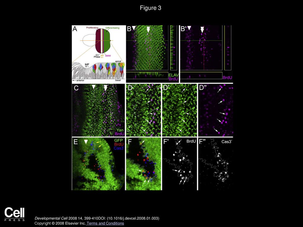Figure 3 GMR-hid-Induced Compensatory Proliferation Occurs in Undifferentiated Cells and Requires a Short-Range Signal.