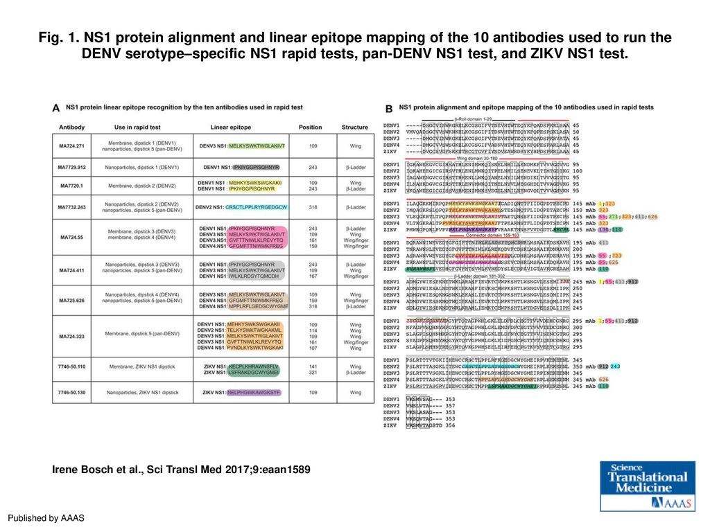 Fig. 1. NS1 protein alignment and linear epitope mapping of the 10 antibodies used to run the DENV serotype–specific NS1 rapid tests, pan-DENV NS1 test, and ZIKV NS1 test.