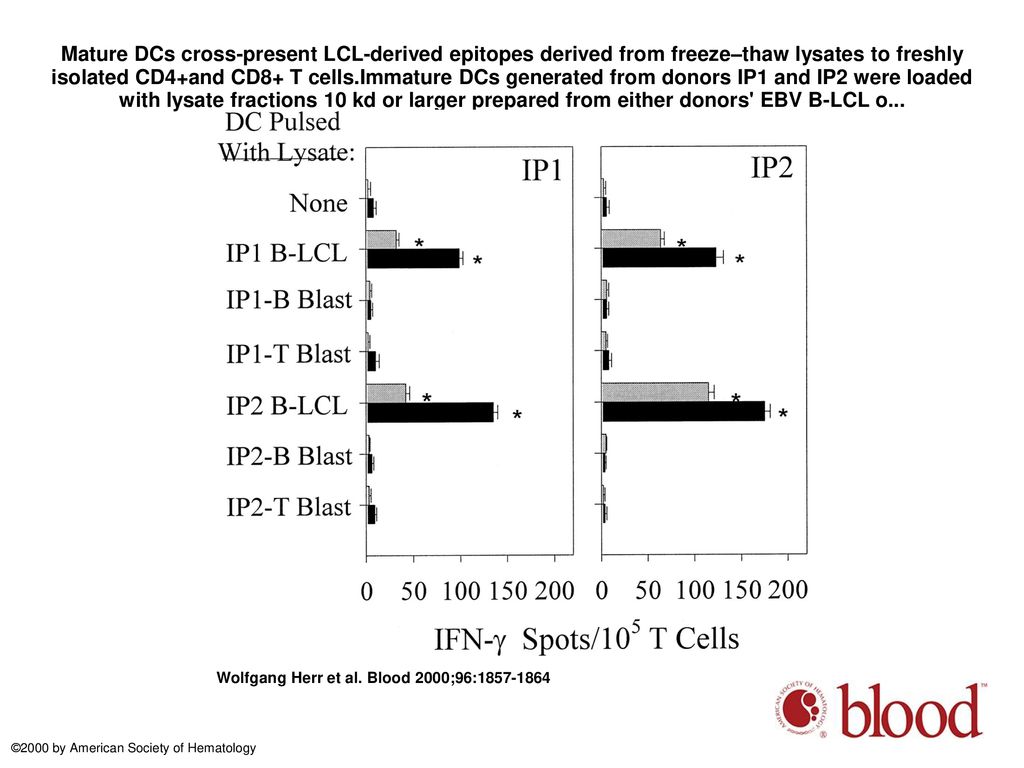 Mature DCs cross-present LCL-derived epitopes derived from freeze–thaw lysates to freshly isolated CD4+and CD8+ T cells.Immature DCs generated from donors IP1 and IP2 were loaded with lysate fractions 10 kd or larger prepared from either donors EBV B-LCL o...