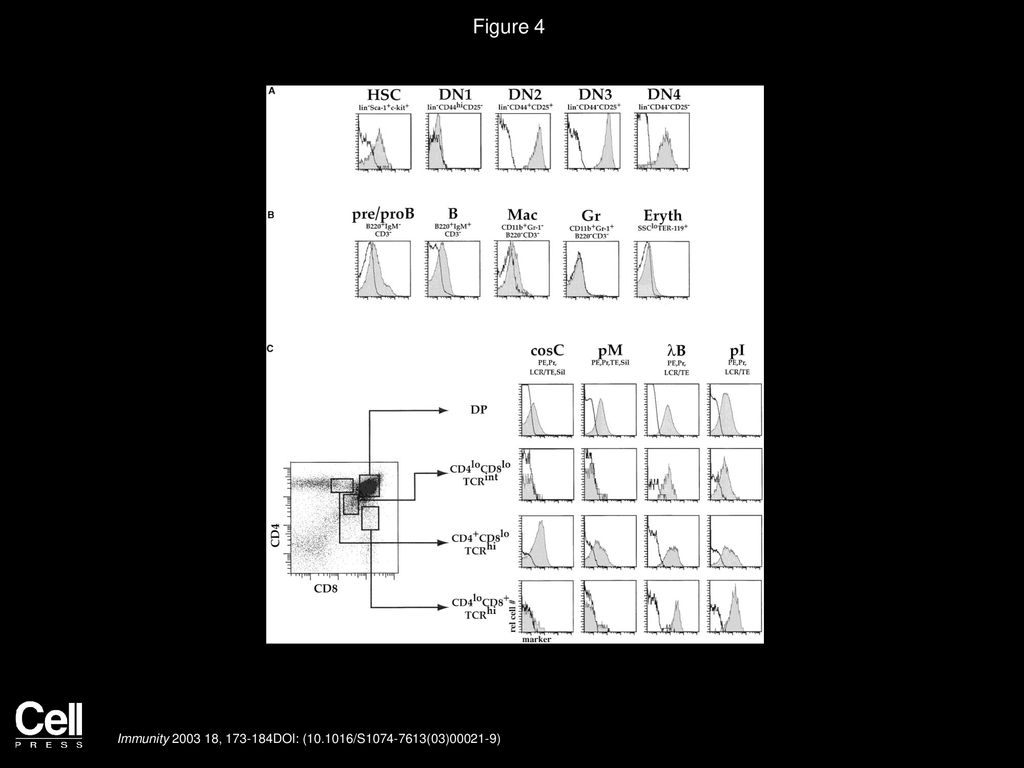 Figure 4 Mapping of CD4 cis-Element Interactions throughout Thymocyte Development.
