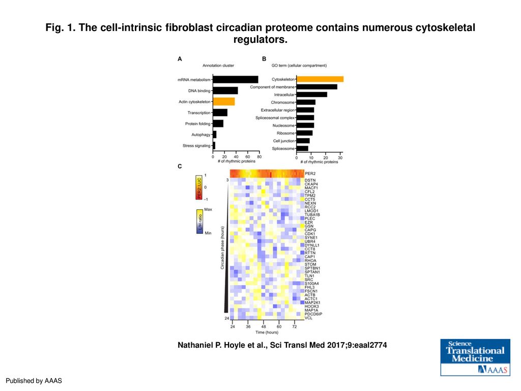 Fig. 1. The cell-intrinsic fibroblast circadian proteome contains numerous cytoskeletal regulators.
