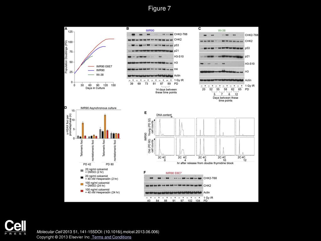 Figure 7 Spontaneous DDR Signaling Is Consistent with Intermediate-State Telomeres at Senescence and Uncapped-State Telomeres at Crisis.