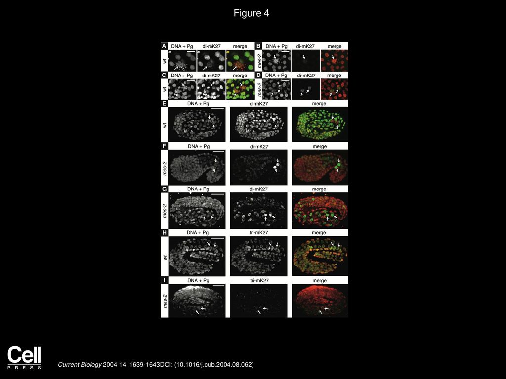 Figure 4 The Roles of the MES Complex and a Non-MES HMT in H3-K27 Methylation in Somatic Cells and the PGCs of Embryos.