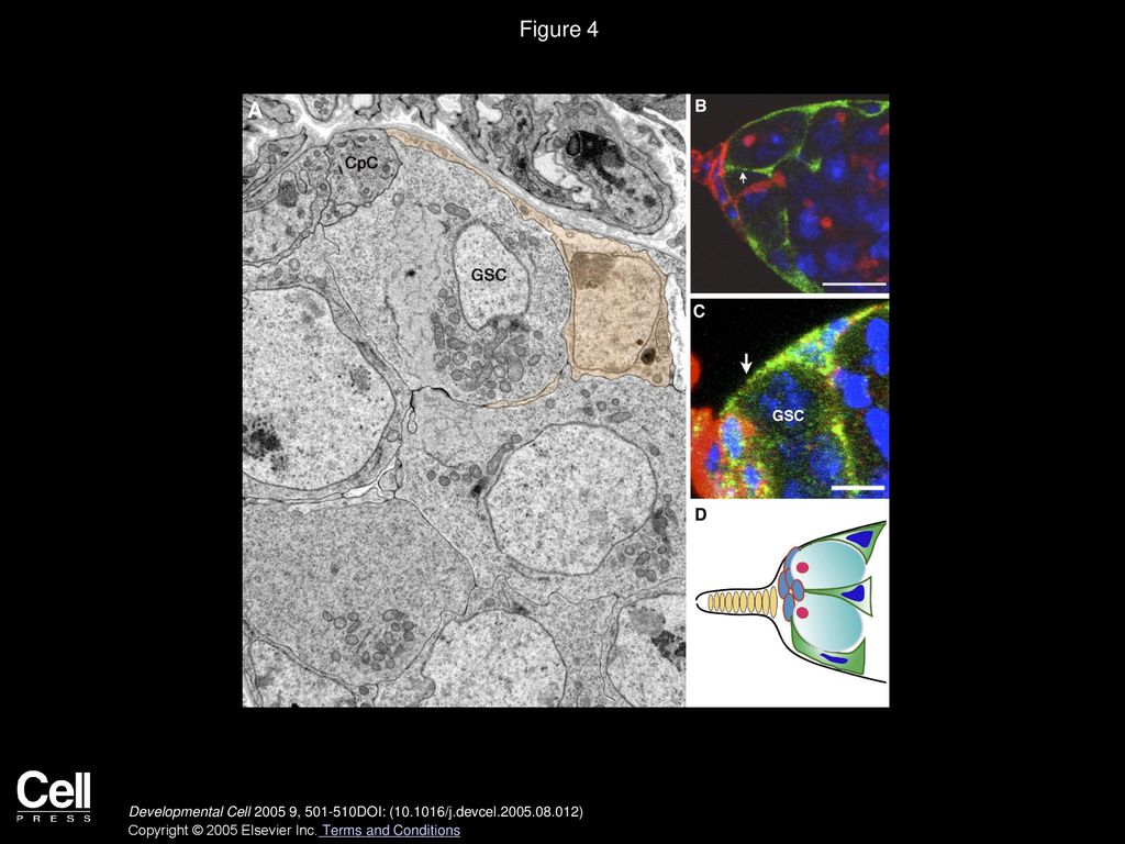 Figure 4 Escort Stem Cells Are Morphologically Distinctive