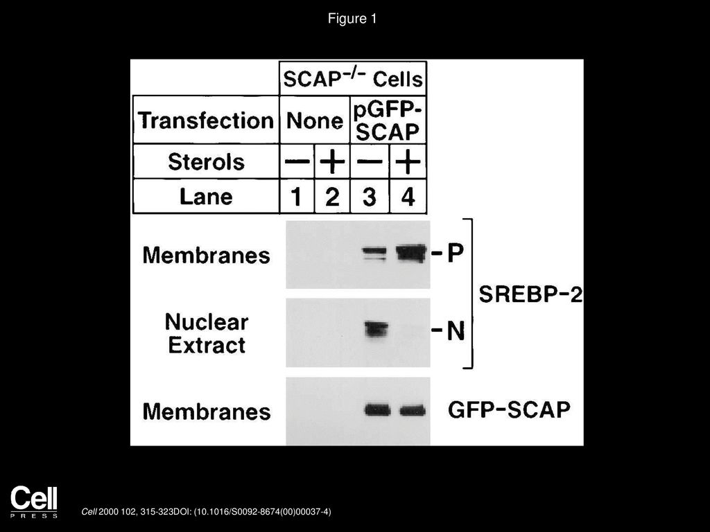 Figure 1 GFP-SCAP Restores Sterol-Regulated Cleavage of SREBP-2 in SCAP-Deficient Hamster Cells.