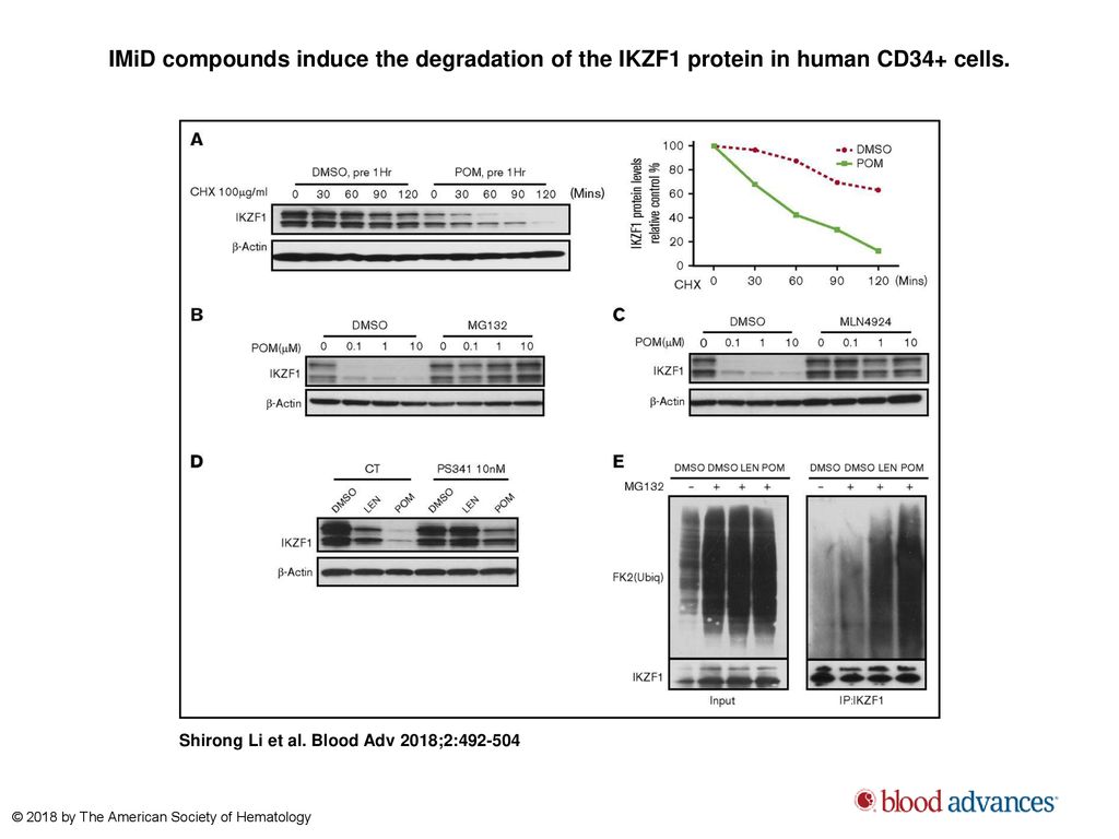 IMiD compounds induce the degradation of the IKZF1 protein in human CD34+ cells.