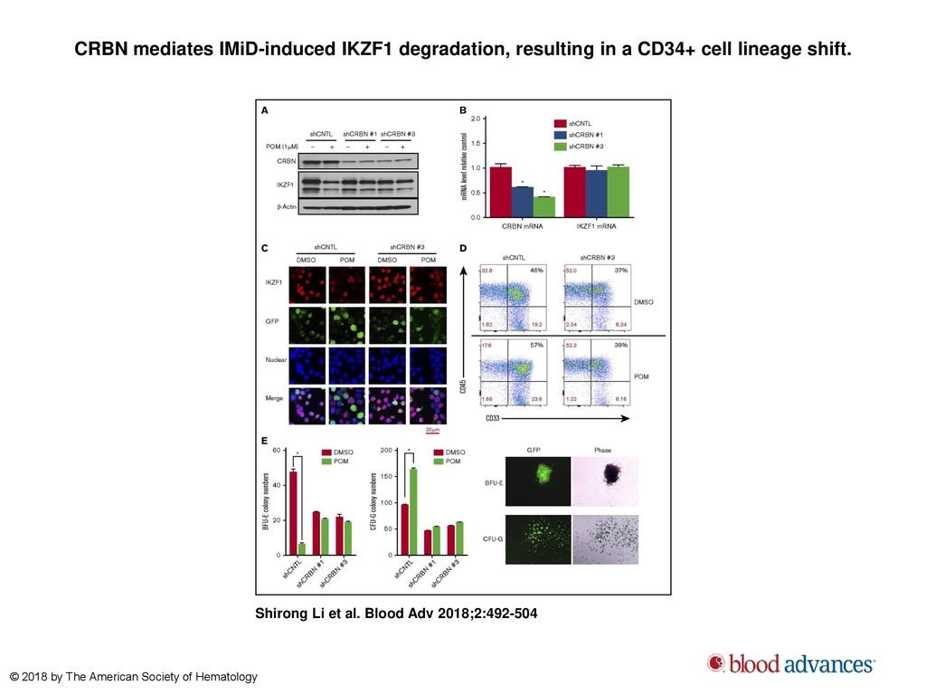 CRBN mediates IMiD-induced IKZF1 degradation, resulting in a CD34+ cell lineage shift.