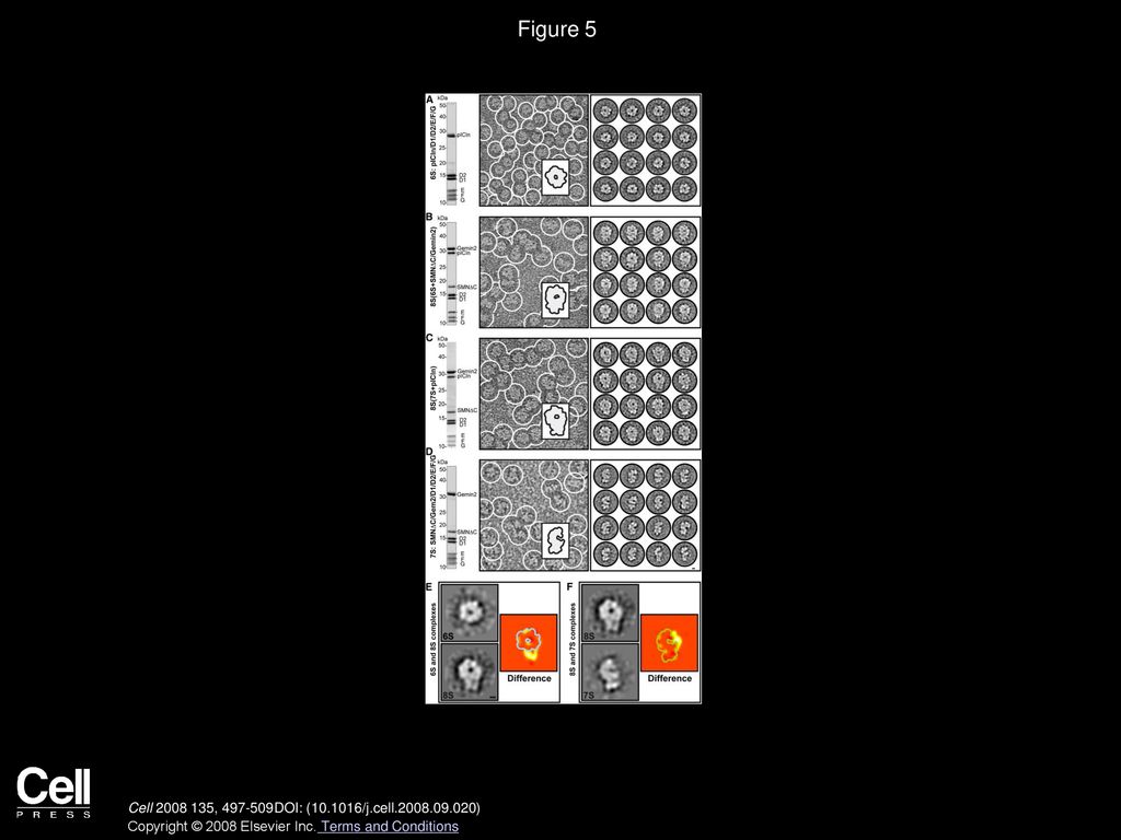 Figure 5 Electron Microscopic Analysis of Assembly Intermediates