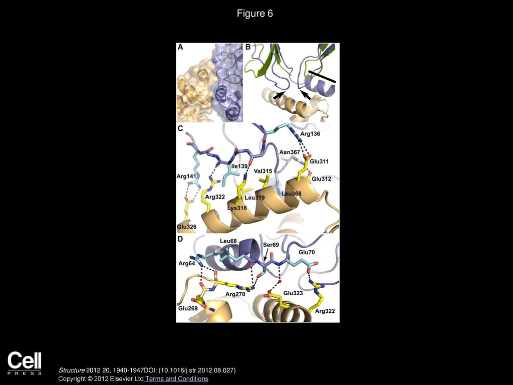Figure 6 The Interaction with NSUN4 Involves the Region C-terminal of the MTERF Fold.