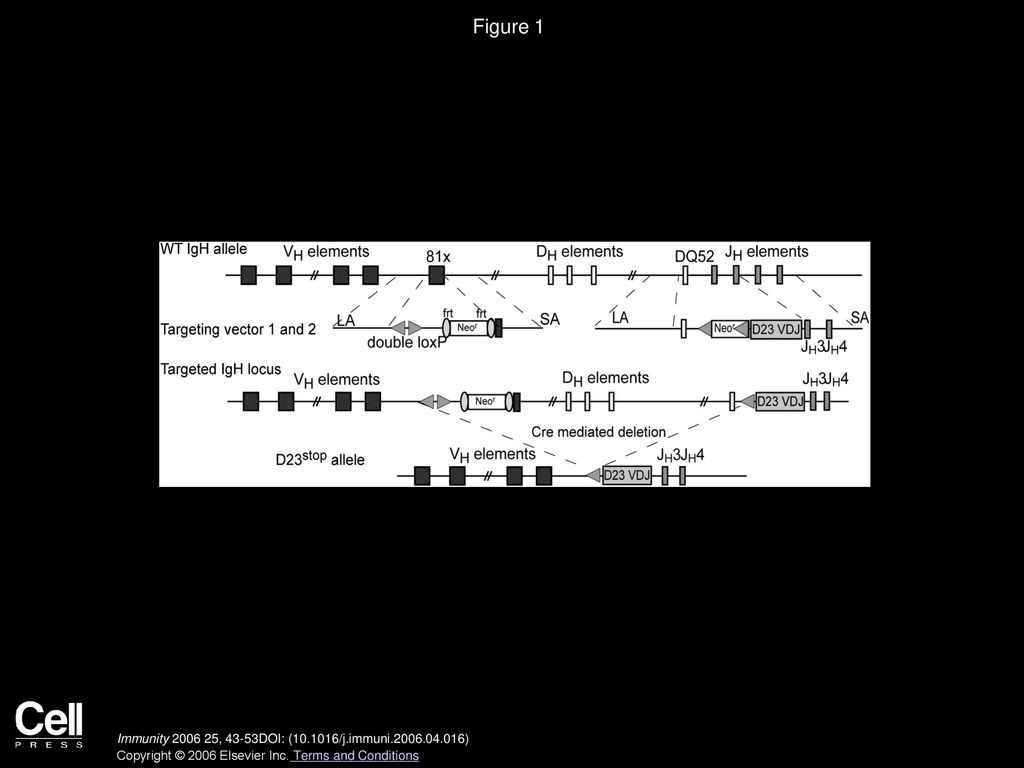 Figure 1 Generation of an IgH Locus with a Nonproductive VHDHJH Joint in Its Physiological Position.