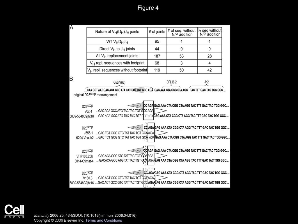 Figure 4 N/P Nucleotide Addition and Microhomologies at the Sites of VH Invasion.