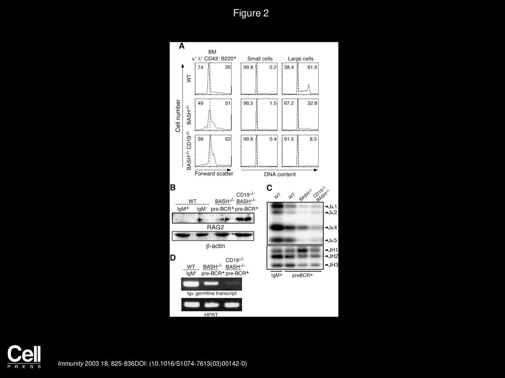 Figure 2 Cell Cycle, RAG2 Expression, and Igκ Gene Status of the Pre-B Cells of BASH and the Double Mutant Mice.