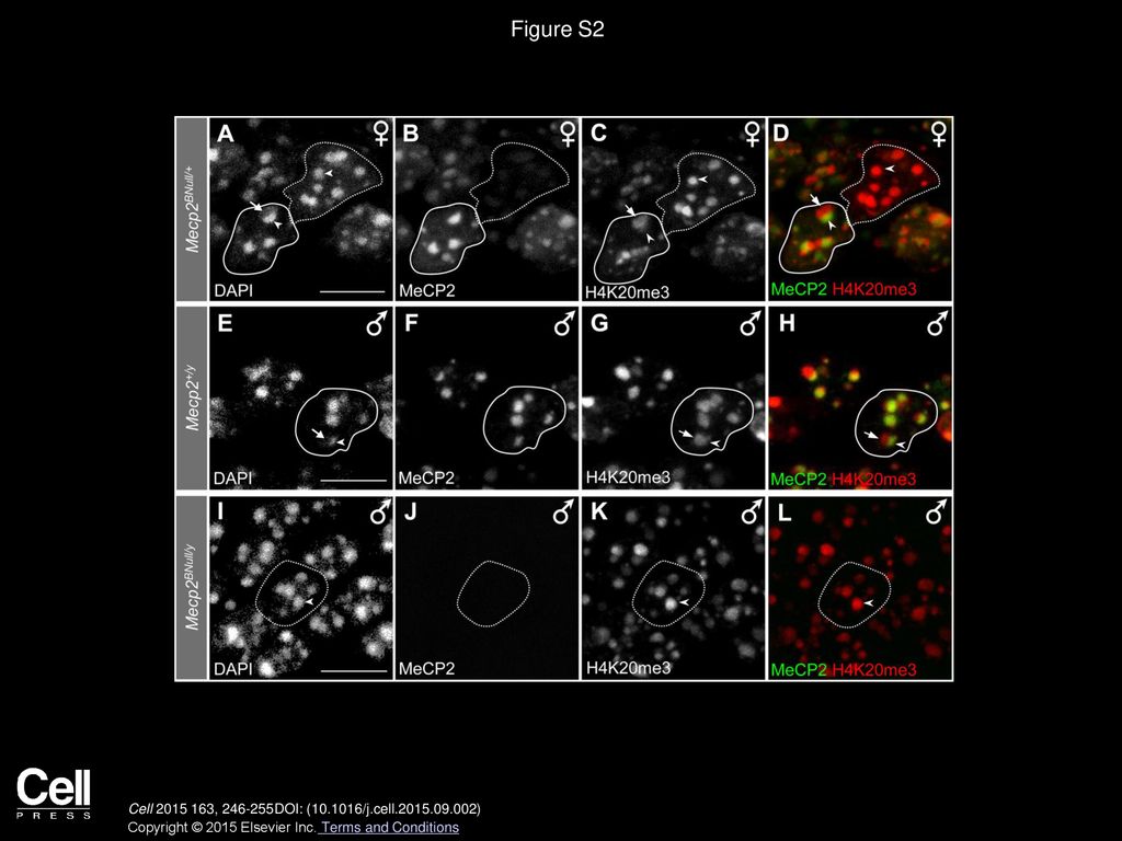 Figure S2 Validation of AT Imaging Results by Confocal Laser Scanning Microscopy, Related to Figure 3.