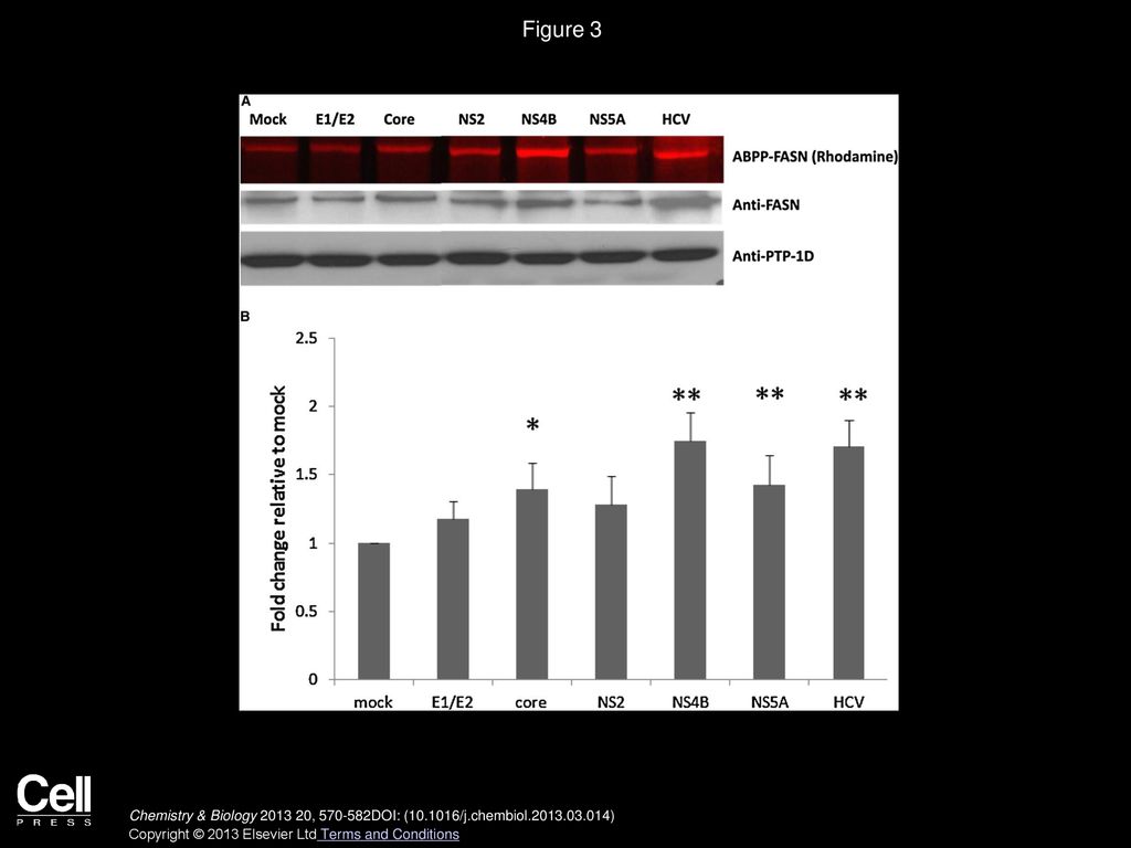 Figure 3 Investigating the Effect of Individual HCV Proteins on FASN Expression and Activity.