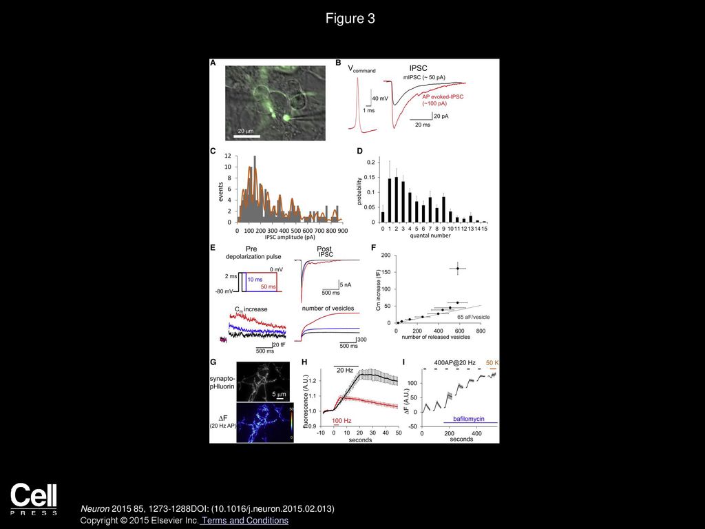 Figure 3 Paired Recordings of Presynaptic Exocytosis and IPSCs