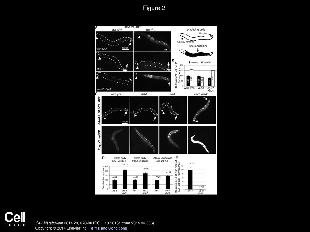 Figure 2 daf-2 Deficiency Restores Protein Secretion in ire-1 and xbp-1 Mutants.