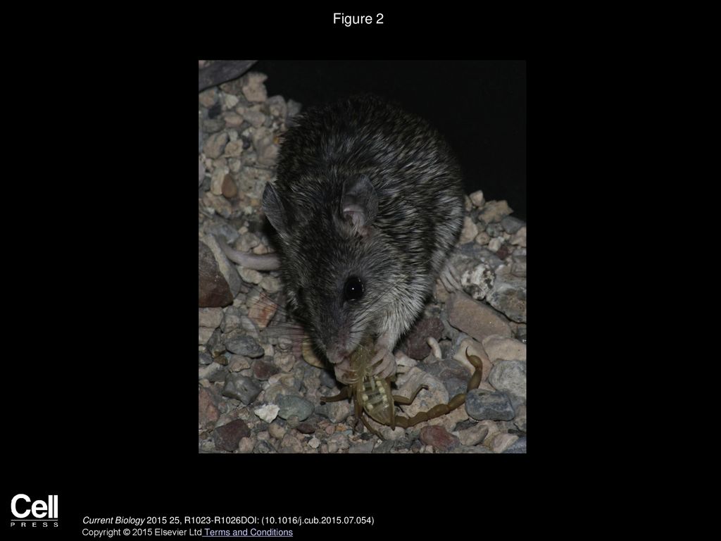 Figure 2 Mearns’ grasshopper mouse eating a striped bark scorpion in New Mexico. Photo by Jillian Cowles.