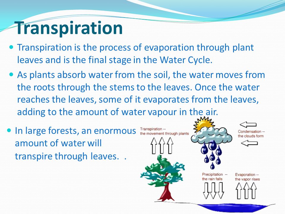 Transpiration Transpiration is the process of evaporation through plant leaves and is the final stage in the Water Cycle.