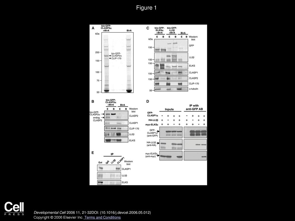 Figure 1 Identification of LL5β and ELKS as CLASP Binding Partners