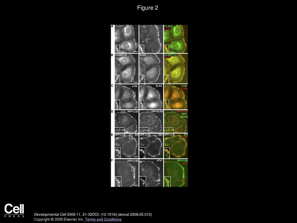 Figure 2 Colocalization of CLASPs, LL5β, and ELKS at Peripheral Cortical Sites of HeLa Cells.