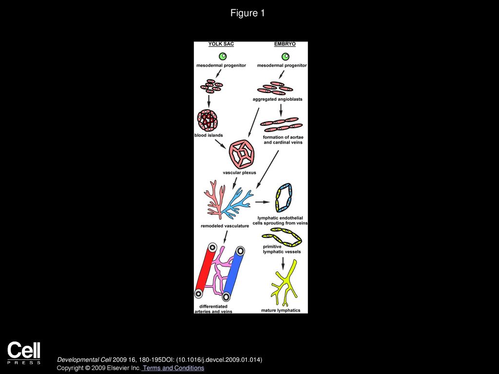 Figure 1 Schematic Representation of Endothelial Development from Mesodermal Progenitors.
