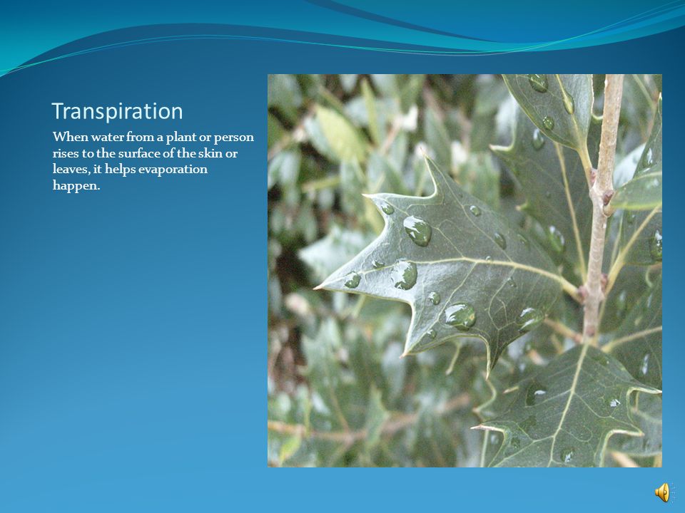 Transpiration When water from a plant or person rises to the surface of the skin or leaves, it helps evaporation happen.