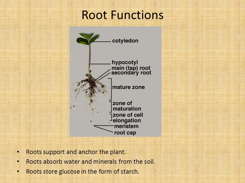 Root Functions Roots support and anchor the plant.