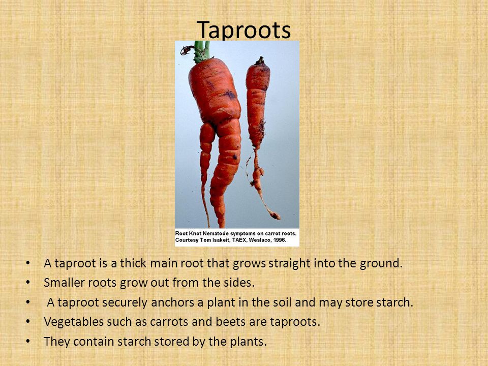Taproots A taproot is a thick main root that grows straight into the ground. Smaller roots grow out from the sides.
