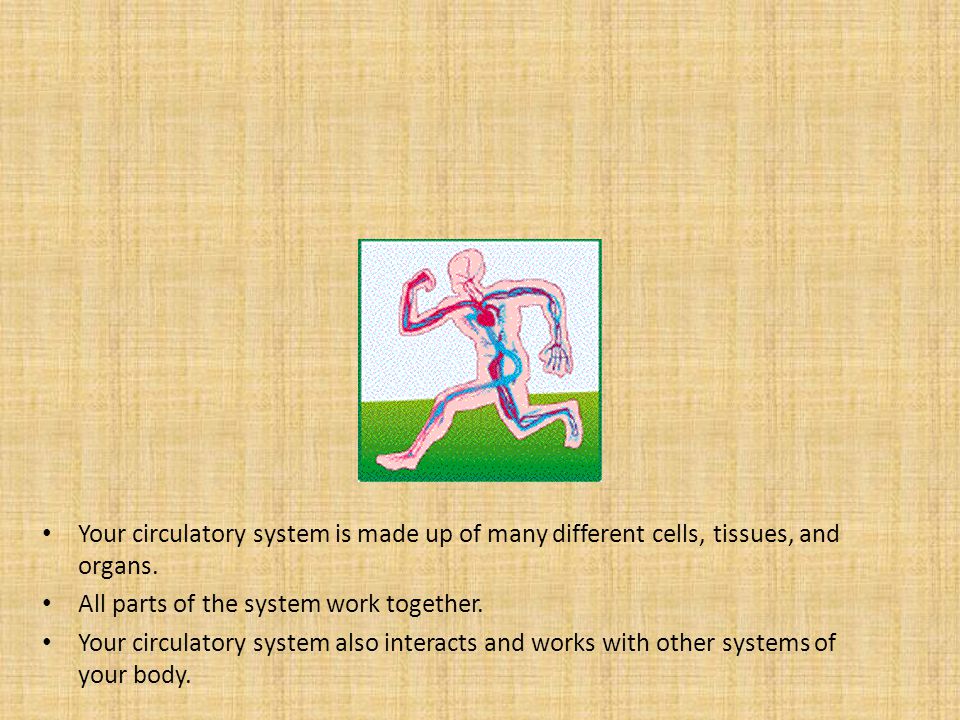 Your circulatory system is made up of many different cells, tissues, and organs.