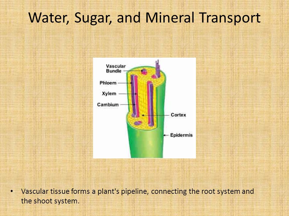 Water, Sugar, and Mineral Transport