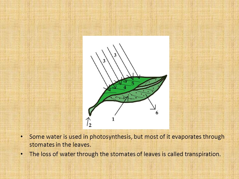 Some water is used in photosynthesis, but most of it evaporates through stomates in the leaves.