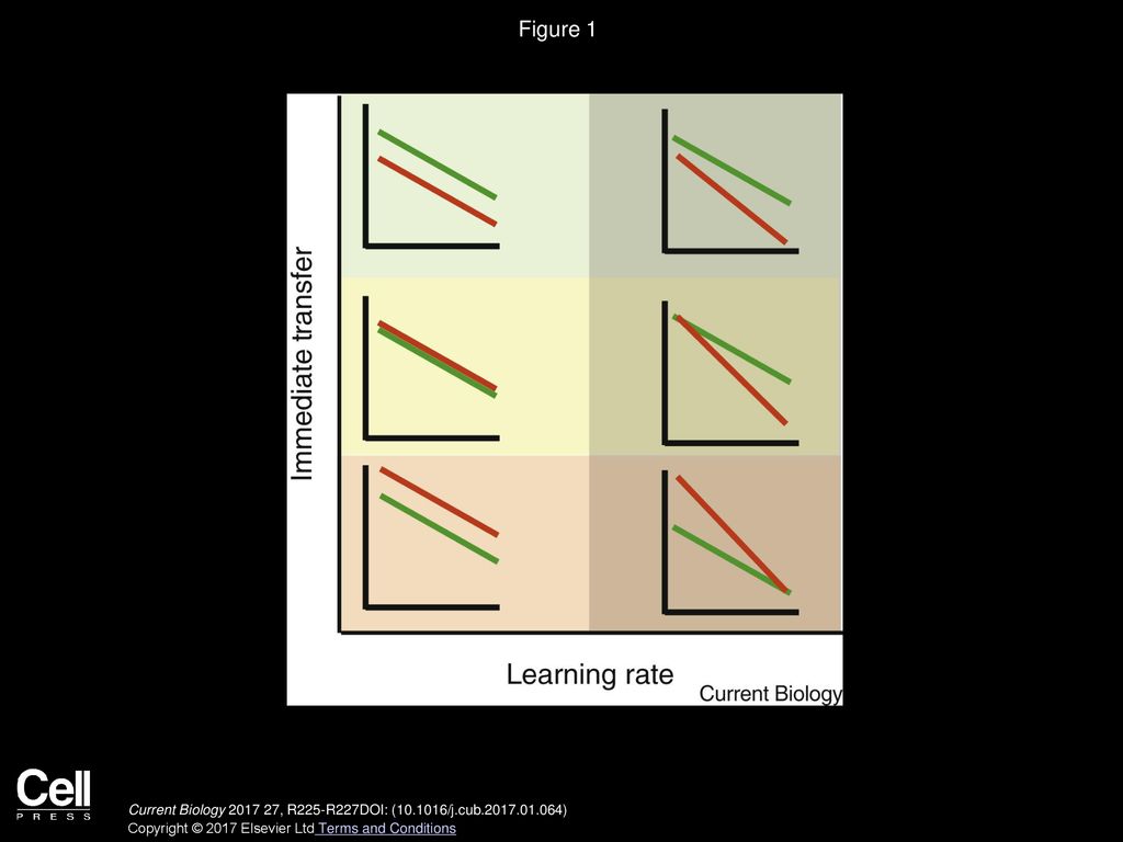 Figure 1 Different patterns of immediate transfer and learning rates.