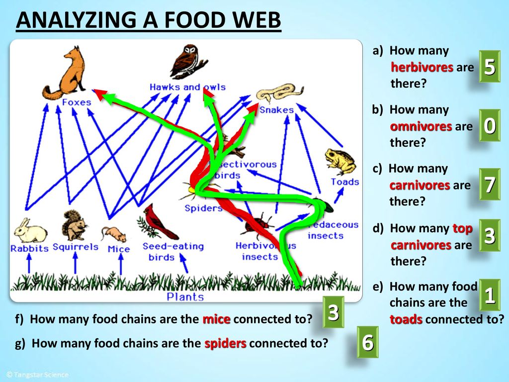 Food Web Analysis Activity Ppt Download