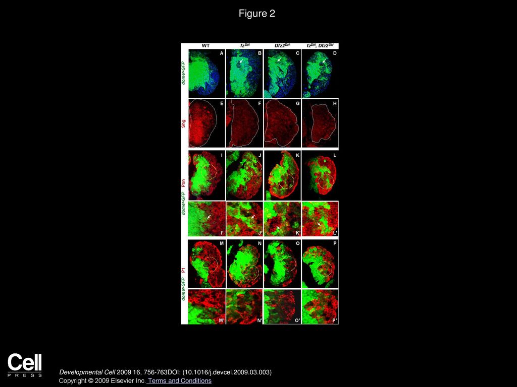 Figure 2 Wg Signaling via Fz and DFz2 Receptors Is Required for the Proper Maintenance of Hemocyte Precursors.