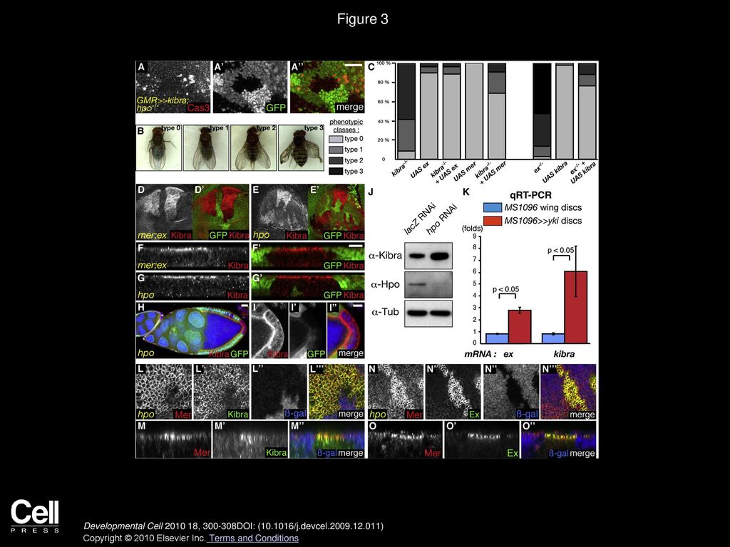 Figure 3 kibra Is Epistatic to hpo and Is a Transcriptional Target of the SWH Network.