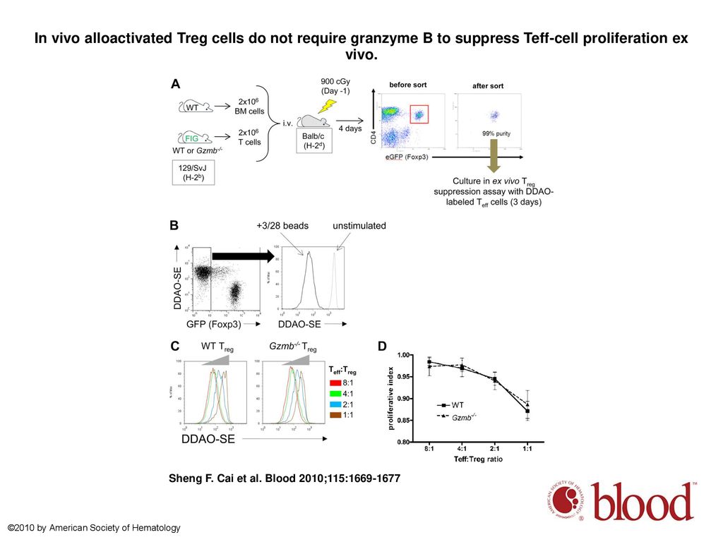 In vivo alloactivated Treg cells do not require granzyme B to suppress Teff-cell proliferation ex vivo.