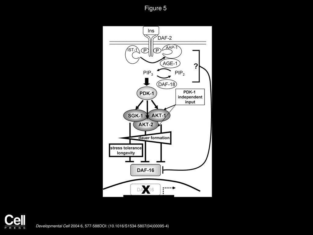 Figure 5 Model for the Function of SGK-1 and AKT-1/-2 Kinases in DAF-2 Insulin Signaling.
